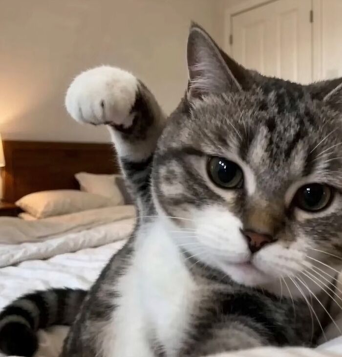 A silly animal, a tabby cat, sits on a bed with one paw raised.