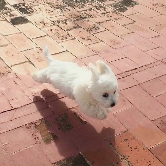 A silly white animal, a small puppy, appears to be mid-air or running incredibly fast across a tiled surface.