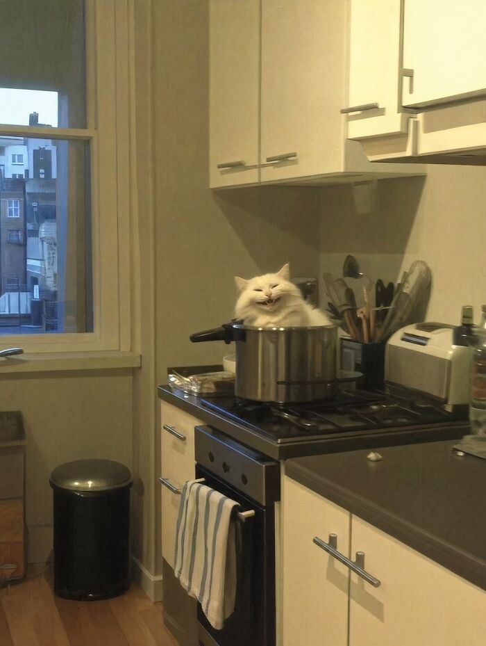A silly animal, a fluffy white cat, sits inside a cooking pot on a stovetop with a wide grin.