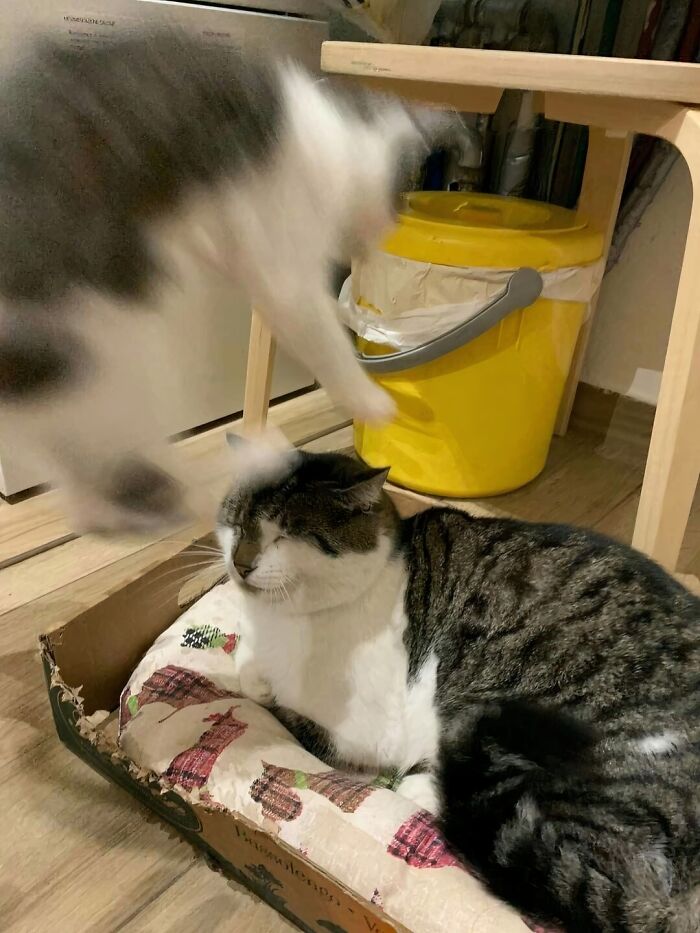 Two silly animals, cats, play with each other. One cat is jumping in the air, while the other relaxes in a box.