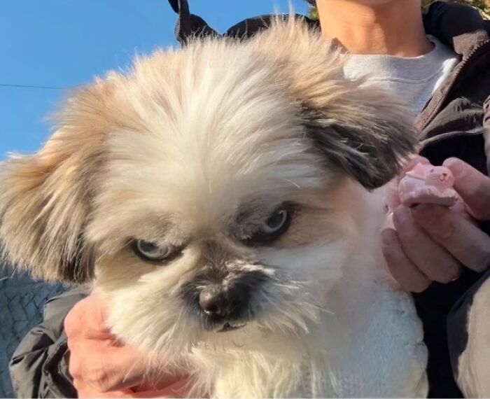 A silly animal, a white fluffy dog, looking grumpy at the camera, held by a person. A funny animal picture.