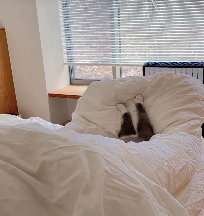 A pair of silly animals legs, possibly a cat or small dog, sticking out from under a white duvet cover on a bed, with a window and blinds in the background. Funny silly animals.