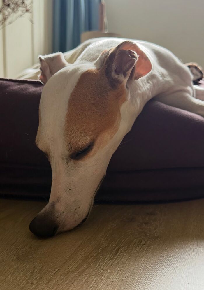 A close-up of a white and brown silly dog, likely a greyhound or similar breed, with its eyes closed, resting its head on a purple pet bed. More silly animals!
