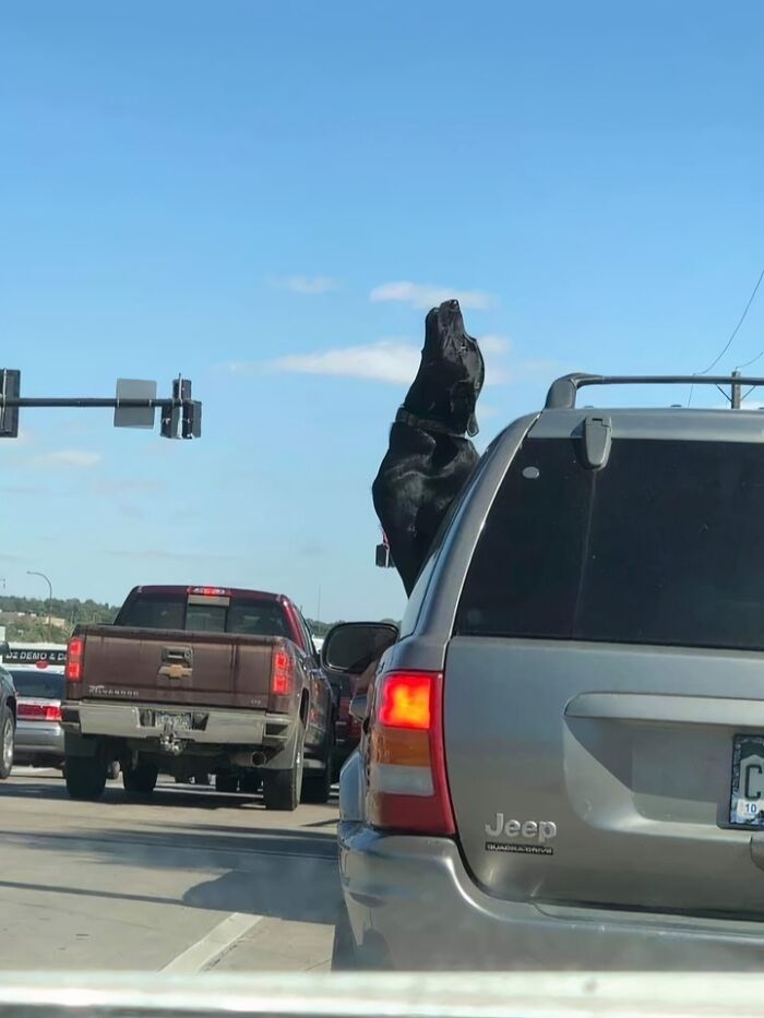A large black silly animal, a dog, stands with its head sticking out of a car window in traffic.