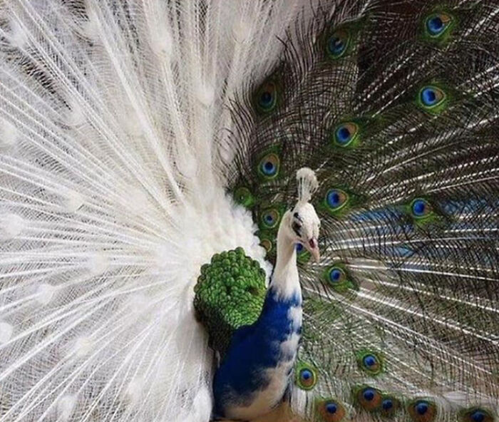 A striking half-white, half-blue peacock with its feathers fanned, a real photo that makes your brain question.