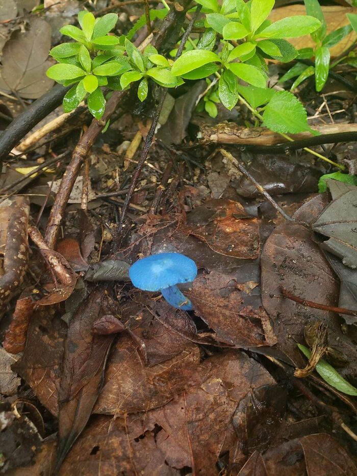 A vibrant blue mushroom growing amongst brown leaves and green plants, real photos that make your brain question if they were edited.