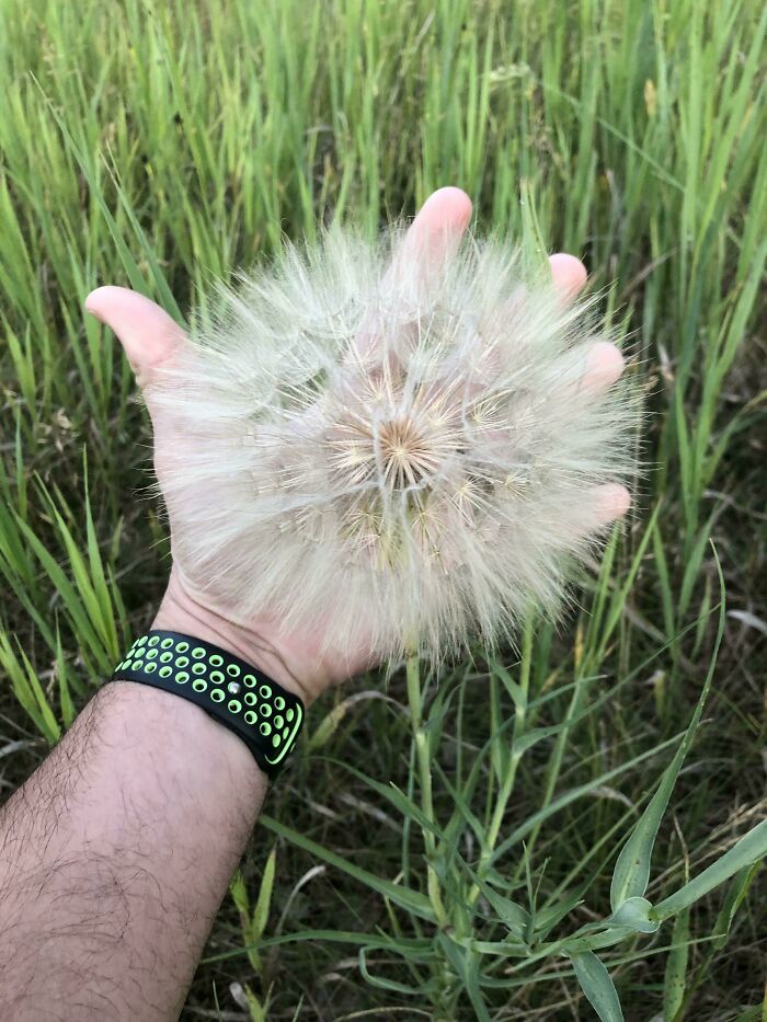 Real photos of a hand holding a massive dandelion puffball in a grassy field, making you question if it was edited.