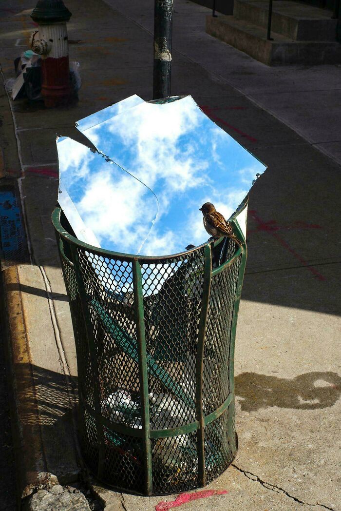 Real photos of a small bird perched on a trash can with broken mirrors reflecting the sky, making you question if it was edited.