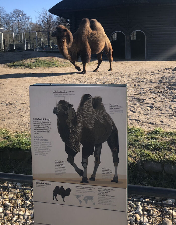 A camel stands behind an informational sign detailing camel facts, real photos that make your brain question if they were edited.