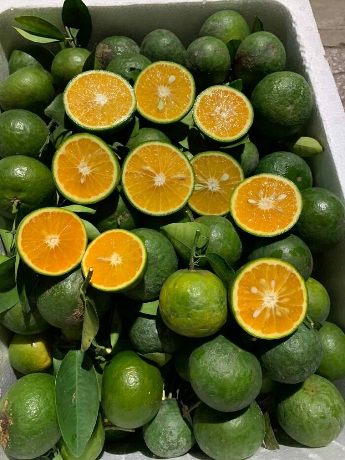 A pile of green oranges, some cut in half to reveal orange flesh, real photos that make your brain question if they were edited.