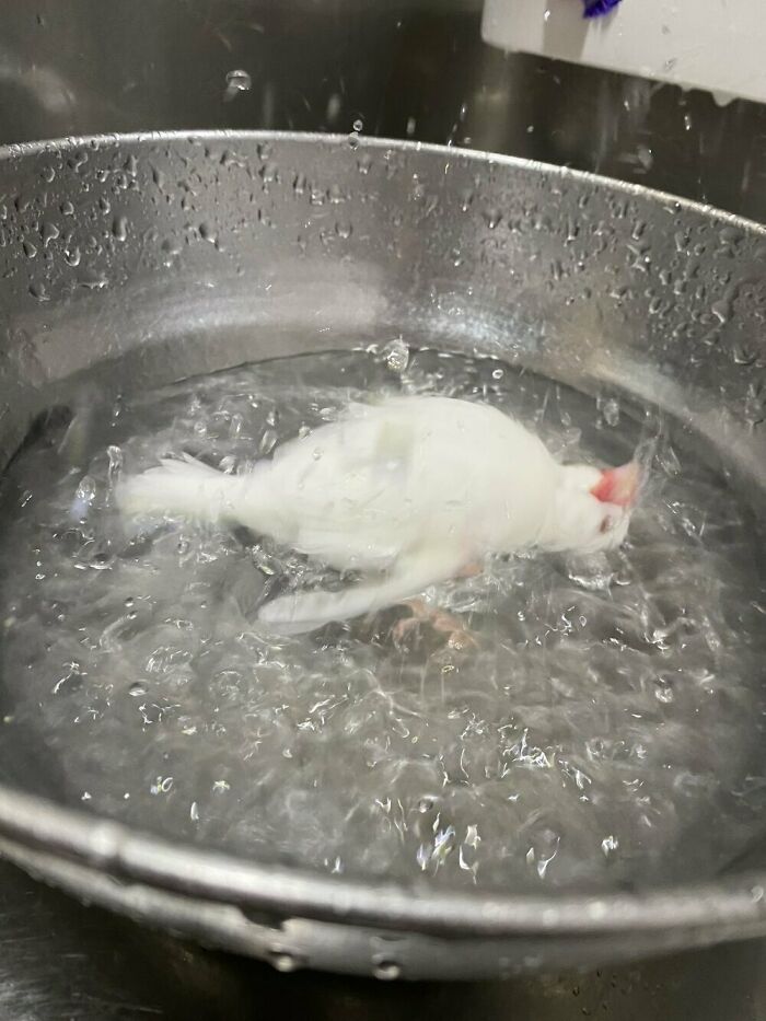 Real photo of a white bird appearing to float in boiling water, making your brain question the scene's reality.