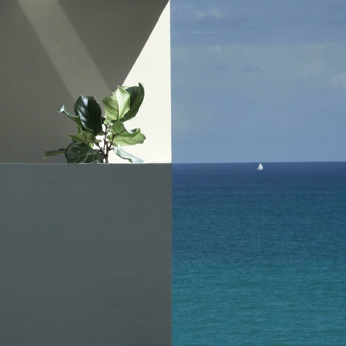 Real photo showing a plant on a wall on the left and ocean with a sailboat on the right, making your brain question the composition.