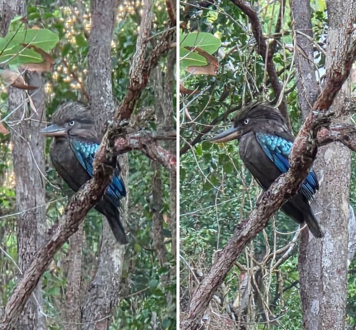 A blue-winged kookaburra perched on a tree branch, an interesting post an Aussie might understand.