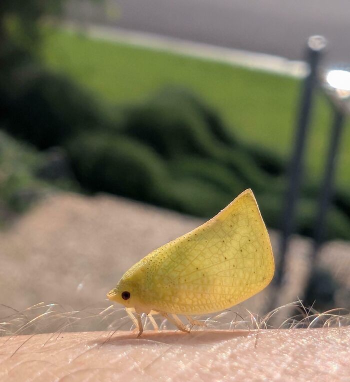 An Aussie post showing a tiny, light green insect with delicate wings resembling a leaf, perched on human skin.