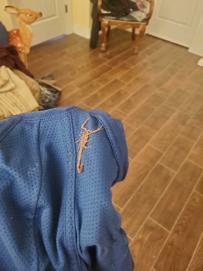 A scorpion on blue fabric, representing a moment that can ruin a person's entire day by forgetting to check.