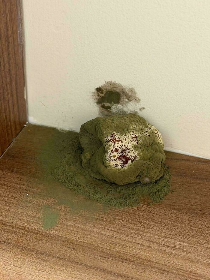 A large, multi-colored mold growth on a wooden surface and wall, a disturbing result of forgetting important maintenance.