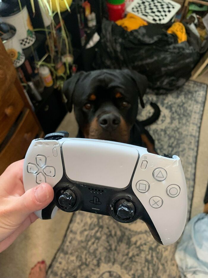 A dog looks sad after a human forgot to put away the gaming controller, leading to an important ruin of the day.