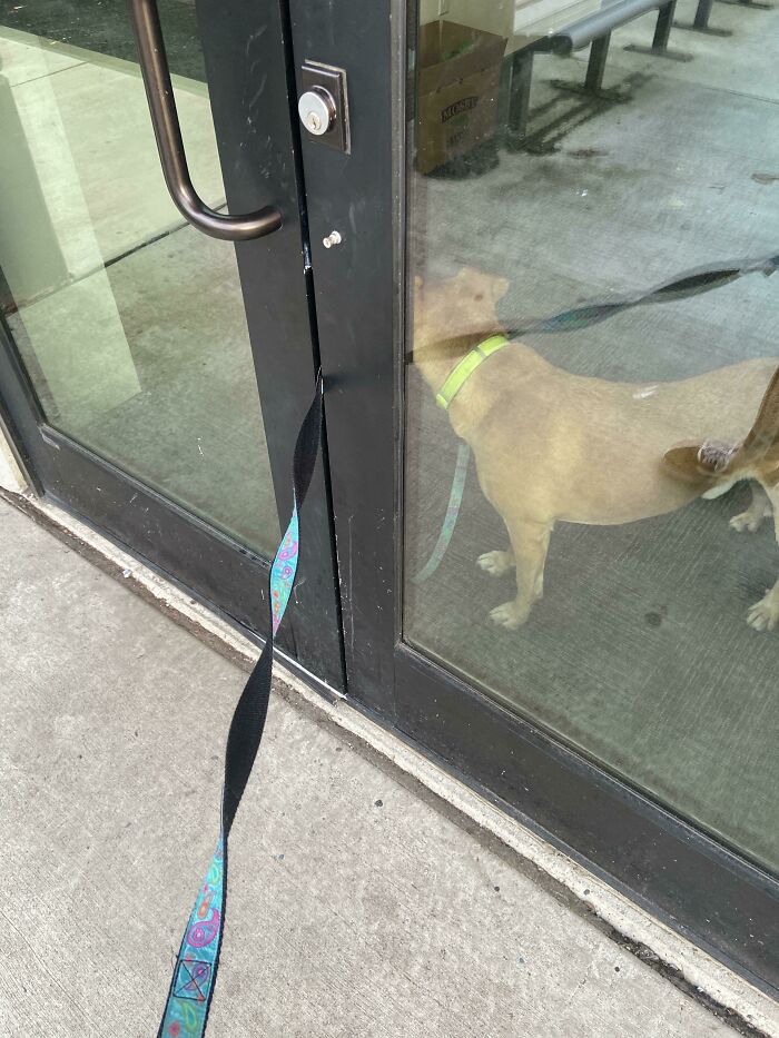 A dog tied to a door handle, forgotten by its owner and ruining the day.
