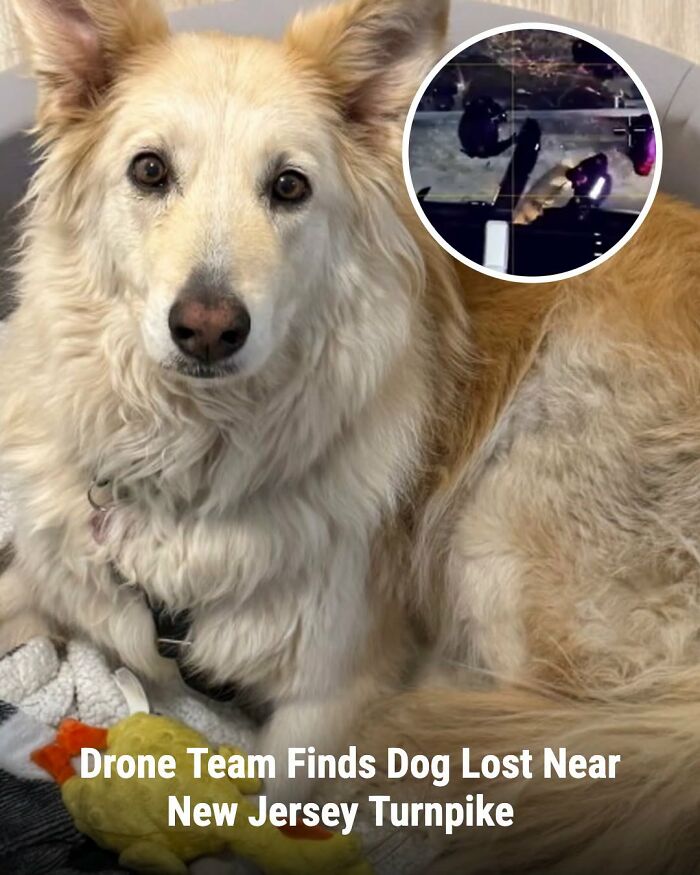 A fluffy, light-colored animal, a dog, resting in a bed with a toy, with an inset of a drone view, showing the lives changed.