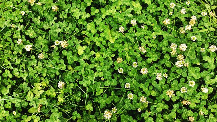 A patch of green clover with white flowers, symbolizing small 'pranks' or 'accidents'.