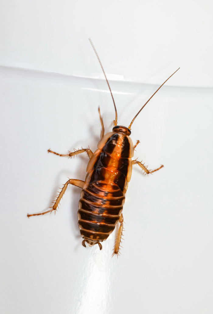 A close-up of a cockroach, potentially revealing the hidden side of hospitals.