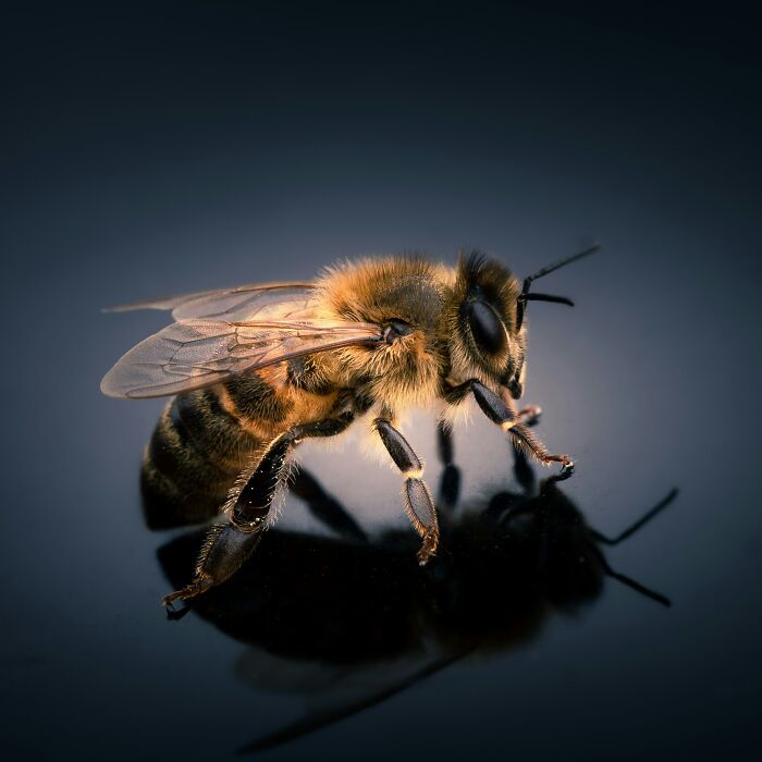 A honey bee resting on a reflective surface, highlighting interesting facts about insects.