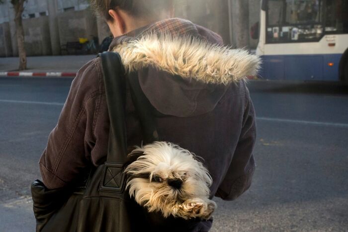 This Photographer Roams The Streets Looking For Unforgettable Dog Moments, And Here Are 50 Of His Best Finds