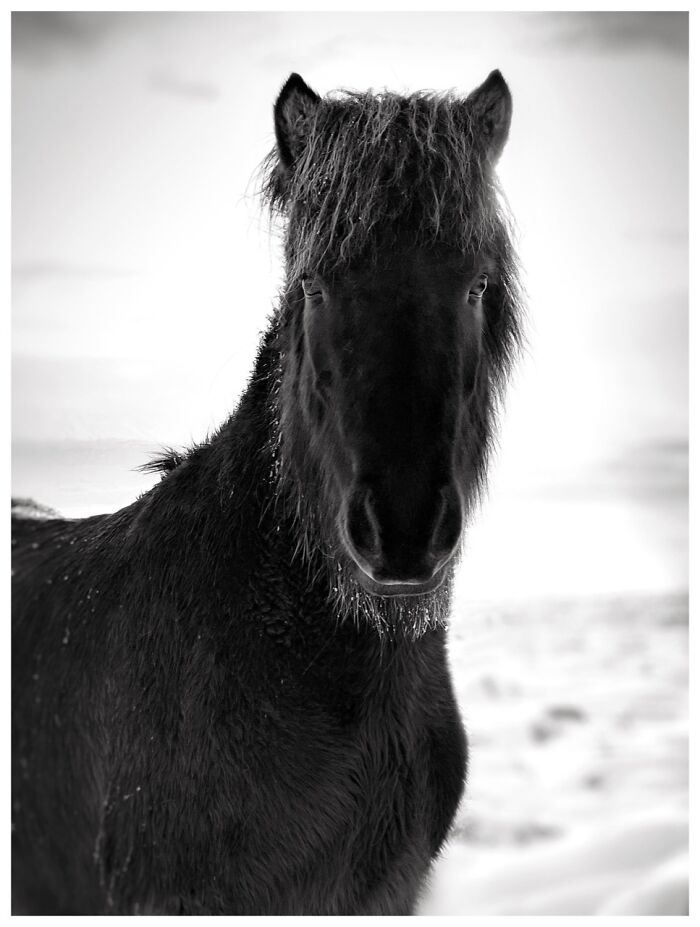 A black and white close-up of a horse, showcasing an extraordinary winning iPhone Photography Award photo.