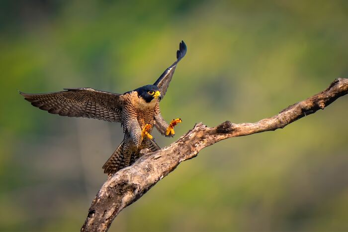 A falcon with striking plumage, a colorful bird of India, landing on a bare tree branch with wings spread.