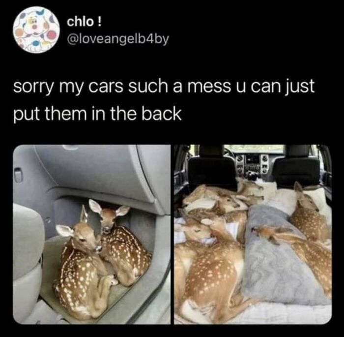This Facebook Page Shares The Funniest And Cutest Animal Memes On The Internet, And Here Are 50 Of The Best Ones