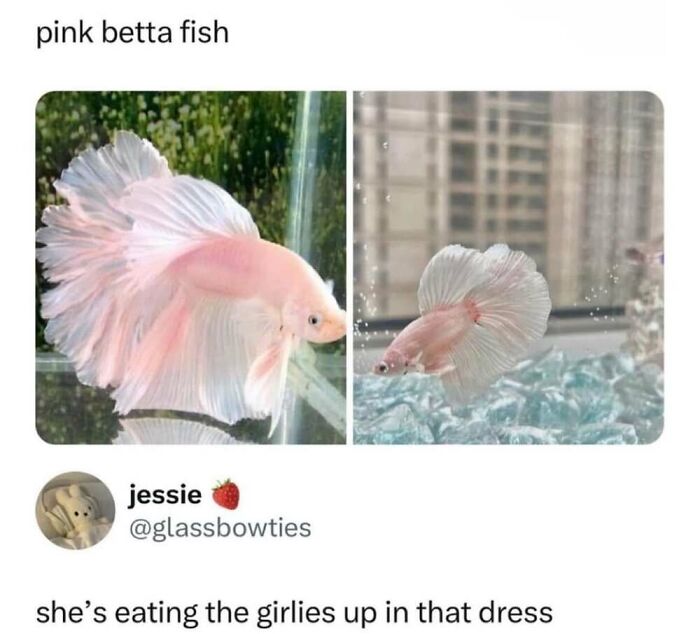 This Facebook Page Shares The Funniest And Cutest Animal Memes On The Internet, And Here Are 50 Of The Best Ones