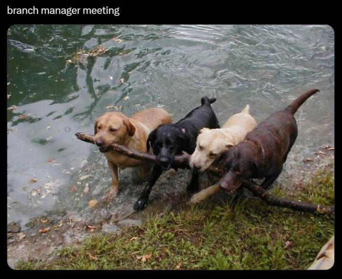 This Facebook Page Shares The Funniest And Cutest Animal Memes On The Internet, And Here Are 50 Of The Best Ones