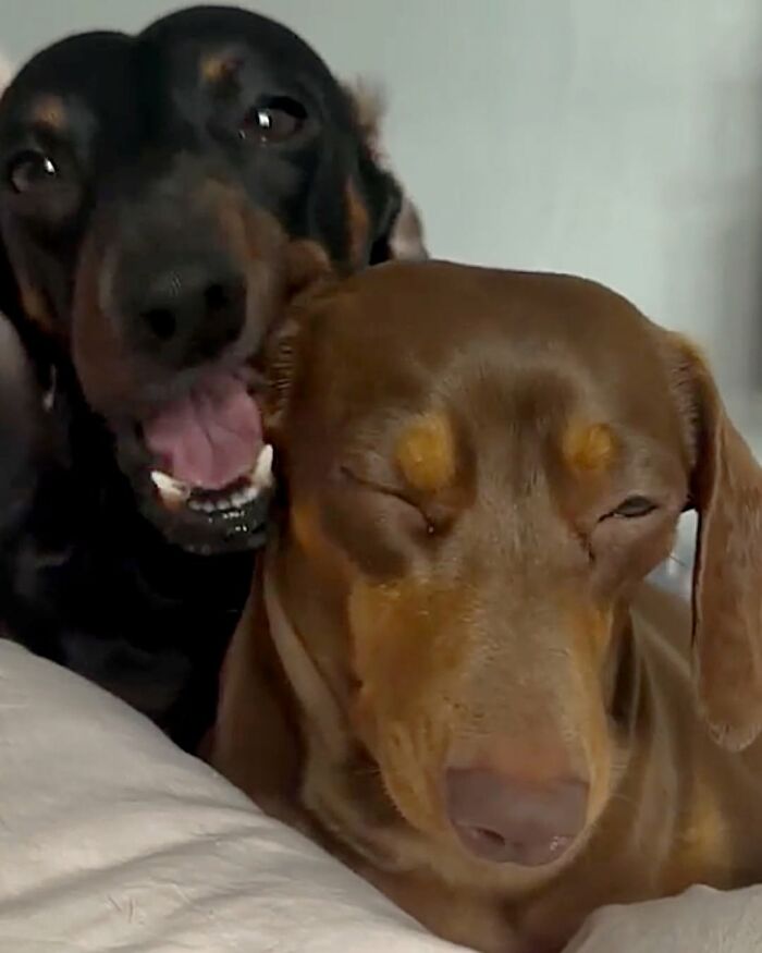 Two funny dog pics show dachshunds: a black one playfully barks at a sleepy brown one.