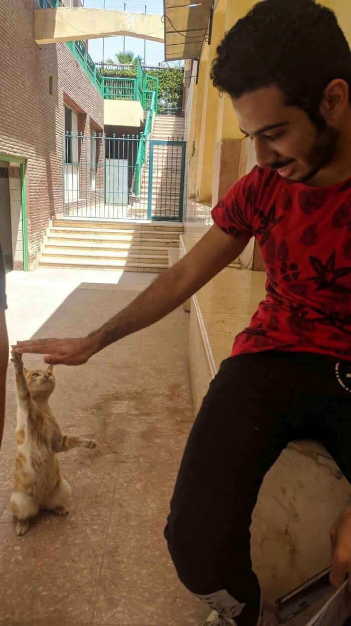 A man playfully high-fives a standing cat in an outdoor alley, capturing hilarious cat moments.