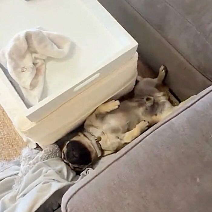 A cute pug dog sleeps upside down on a gray couch, nestled next to a white tray, looking very comfortable.