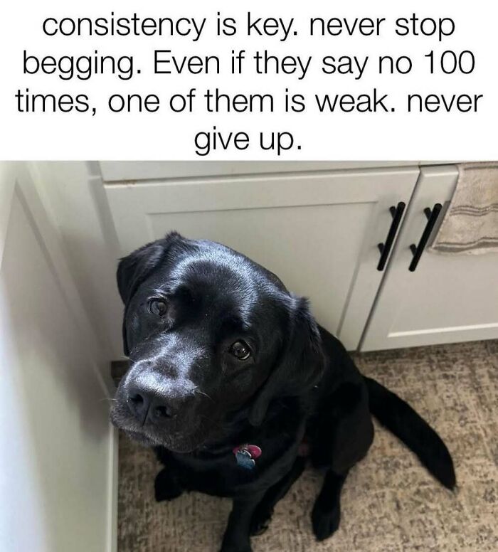 This Facebook Page Shares The Funniest And Cutest Animal Memes On The Internet, And Here Are 50 Of The Best Ones