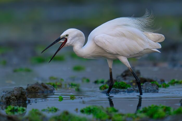 A vibrant, colorful bird of India, a white egret, captured with its beak open while wading in shallow water.