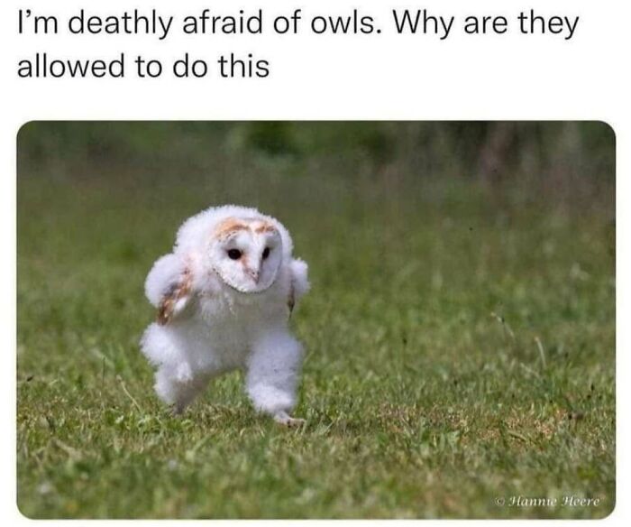 This Facebook Page Shares The Funniest And Cutest Animal Memes On The Internet, And Here Are 50 Of The Best Ones