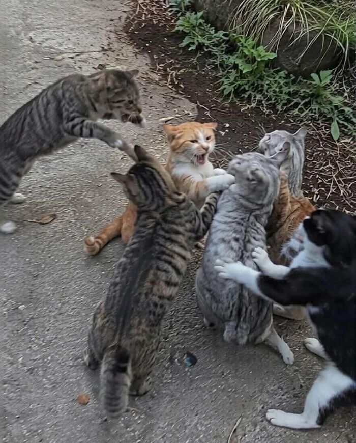 Multiple cats are caught in a chaotic brawl outdoors, demonstrating hilarious cat moments on camera.
