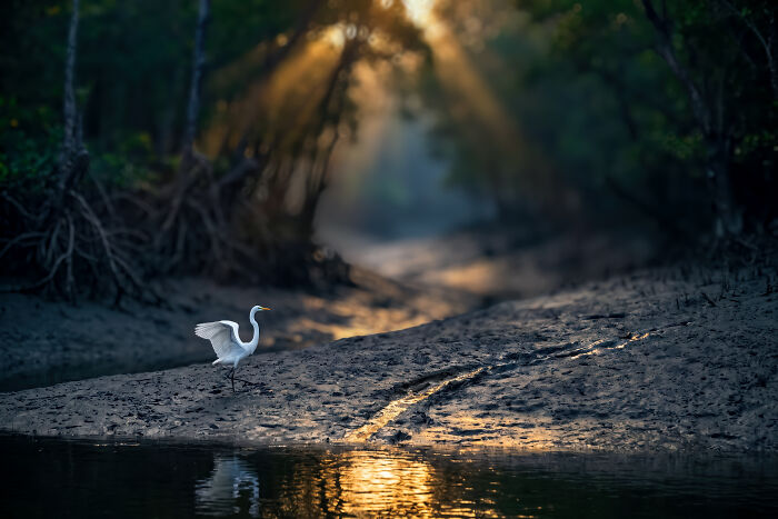 A colorful bird of India, a white egret, standing on a muddy bank next to water, with sunlight filtering through trees.