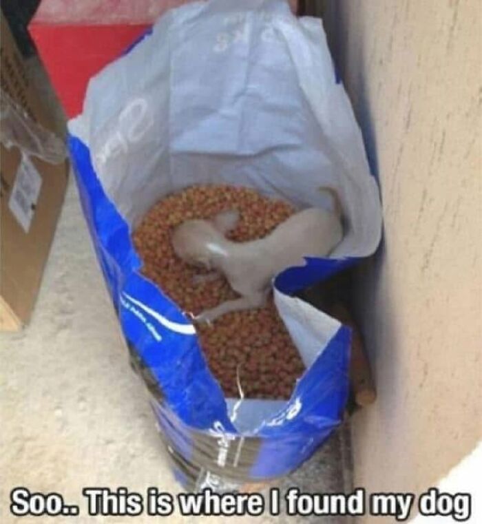 Funny dog meme: a tiny dog sleeping inside a large bag of dog food, a relatable sight for pet owners.