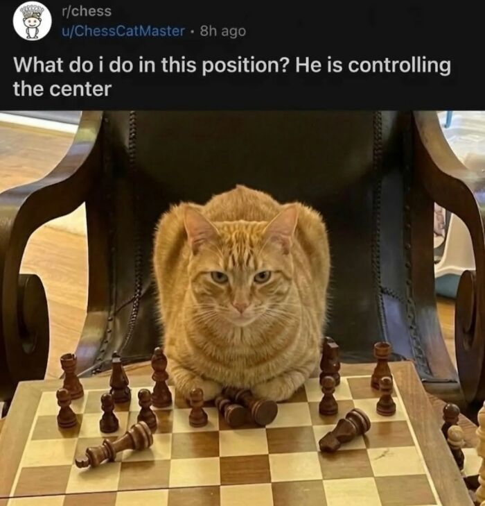 50 Cat Memes That Perfectly Capture Why Living With Cats Is Equal Parts Chaos And Comedy