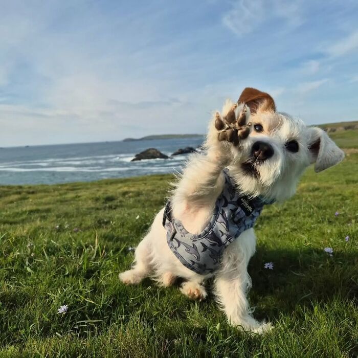 These 40 Adorable Dogs Are Exactly What You Need To Start Your Week With A Smile