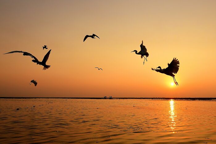 Silhouettes of colorful birds of India flying over a calm body of water at sunset, showcasing vibrant sky colors.