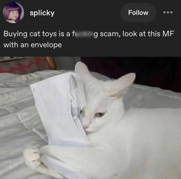 50 Cat Memes That Perfectly Capture Why Living With Cats Is Equal Parts Chaos And Comedy