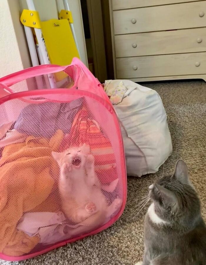 A light orange kitten cries loudly inside a pink laundry hamper while a grey cat watches, illustrating hilarious cat moments.
