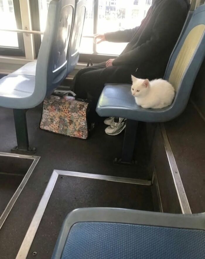A small white cat sits on a bus seat next to a person, showcasing hilarious cat moments.