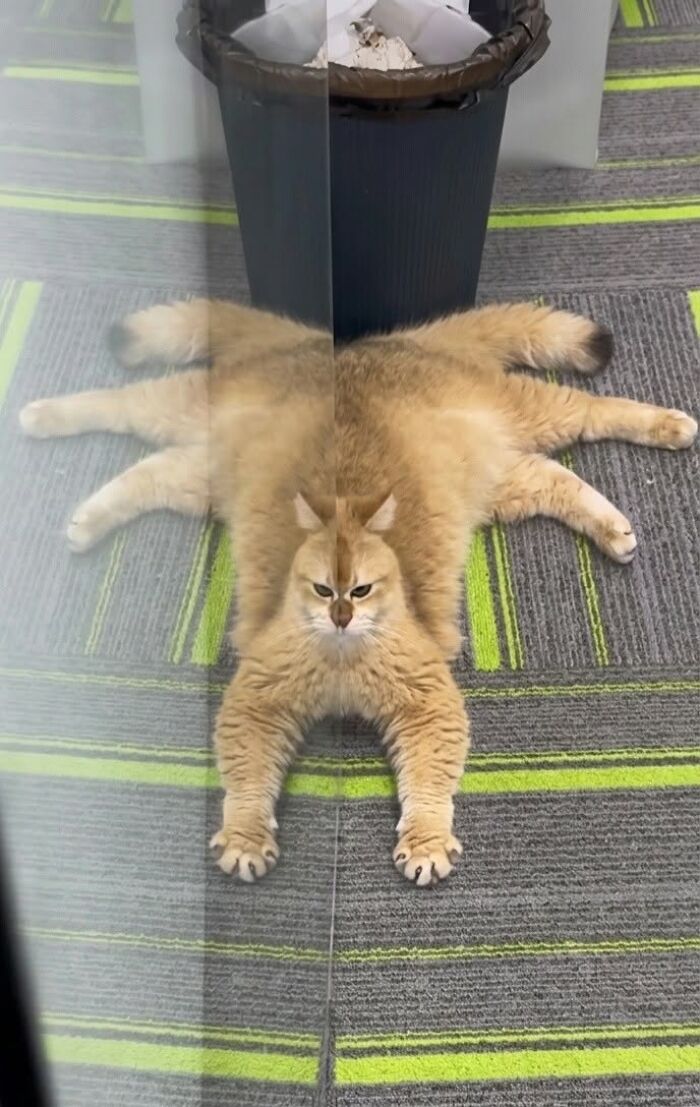 Hilarious cat moments: A fluffy ginger cat lies on striped carpet, its reflection making it look like a spider.