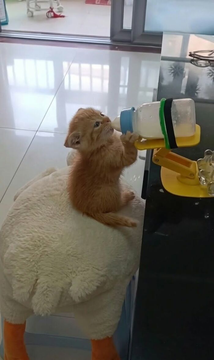 Hilarious cat moments: A tiny ginger kitten sits on a fluffy white pillow, drinking from a bottle.