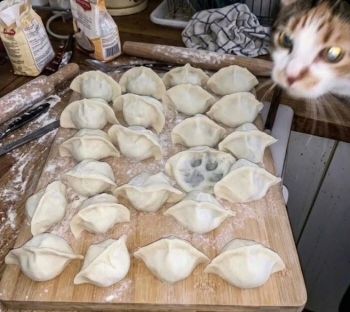 Hilarious cat moments: A cat with wide eyes looks at a tray of dumplings, one with a paw print.